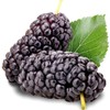 100 Jumbo Thornless Blackberry Seeds, Juicy , Sweet ,Healthy Fruit