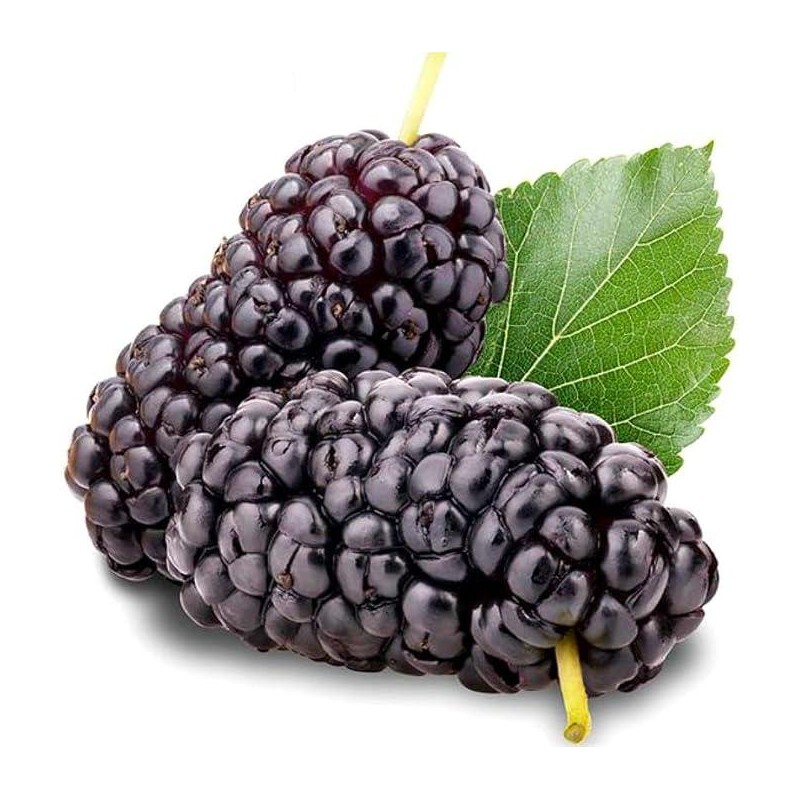 100 Jumbo Thornless Blackberry Seeds, Juicy , Sweet ,Healthy Fruit