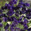 Outsidepride Sweet Peas Royal Navy-Blue - 250 Seeds