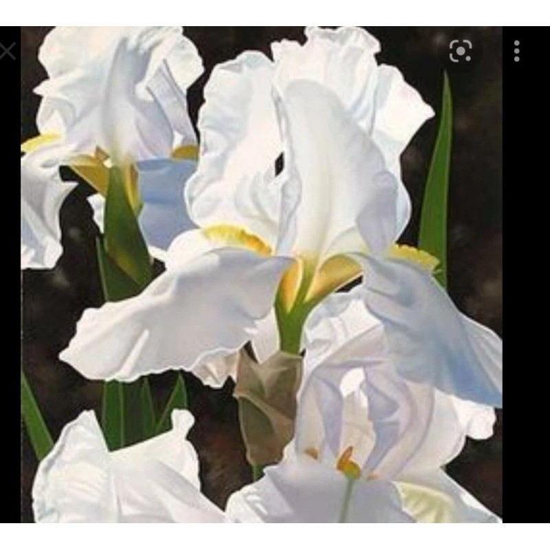 Bearded Iris 15 Bearded Iris Rhizomes – Easy to Grow,
