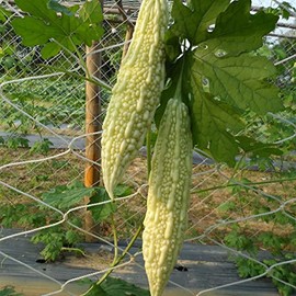 Gourd Seeds - White - Hybrid - 2 g Packet ~10 Seeds - Non-GMO, F1 Hybrid - Asian Garden Vegetable
