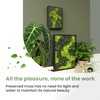 comforder Rectangular Real Moss Wall Art Picture 6.7x 9.4”/ 17x24cm,