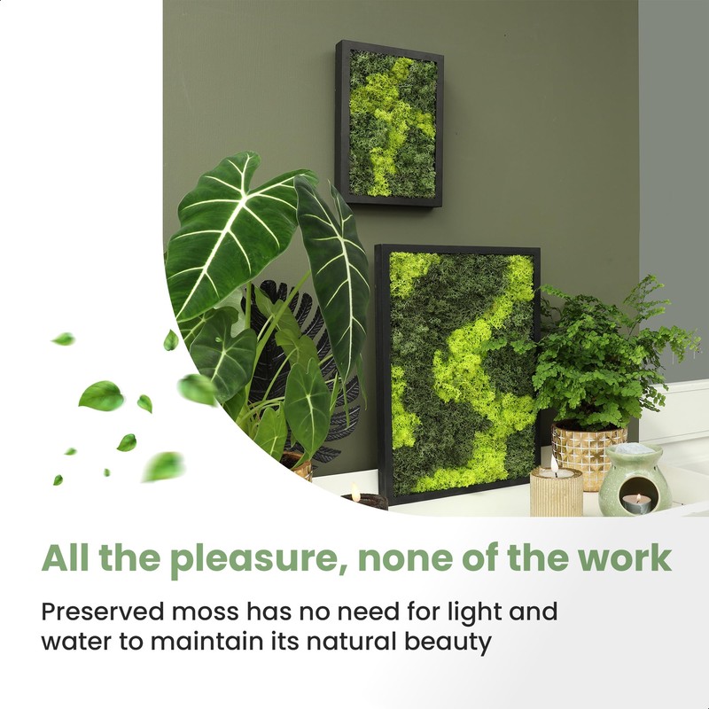 comforder Rectangular Real Moss Wall Art Picture 6.7x 9.4”/ 17x24cm,