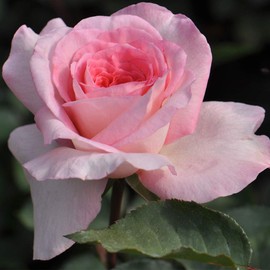 Heirloom Roses Rose Plant - Sunbelt® Savannah Pink Rose Bush, Hybrid Tea Live Plant for Planting Outdoors