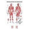 Sport-Tec Muscle System Mini Poster Anatomy 34 x 24 cm