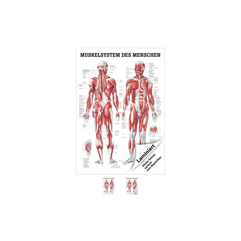 Sport-Tec Muscle System Mini Poster Anatomy 34 x 24 cm