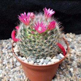 Mammillaria bocasana v. rosalviflora Cacti Cactus Succulent Real Live Plant