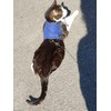 Mynwood Cat Jacket/Harness Blue Adult Cat