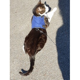 Mynwood Cat Jacket/Harness Blue Adult Cat