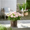 7/6/5/4 Inch Clear Nursery Pots with Drainage Hole 20Pcs,Plastic Plant
