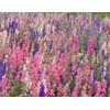 1000 Delphinium Rocket Larkspur Seeds Giant Imperial Mix - Premium