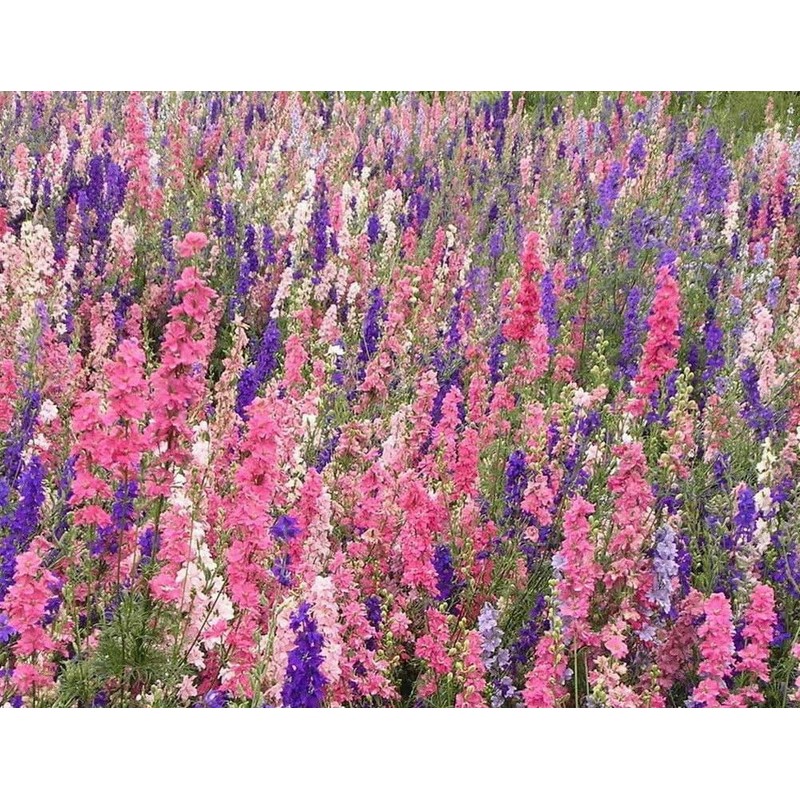 1000 Delphinium Rocket Larkspur Seeds Giant Imperial Mix - Premium