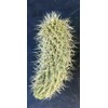 Teddy Bear Cholla Cactus (Cylindropuntia bigelovii) - Live Plant Cutting