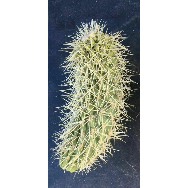 Teddy Bear Cholla Cactus (Cylindropuntia bigelovii) - Live Plant Cutting