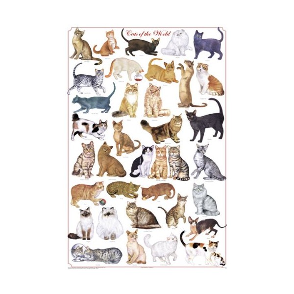 (24 x 36) Cats of the World - Felines Poster
