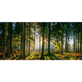 Glorious Sunrise in Idyllic Forest Glade Green Woodland Nature Panoramic Photo Laminated Dry Erase Sign Poster 36x12