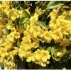 Home-Growth Carolina Jasmine, Yellow Jessamine, Gelsemium Sempervirens - 20 Seeds
