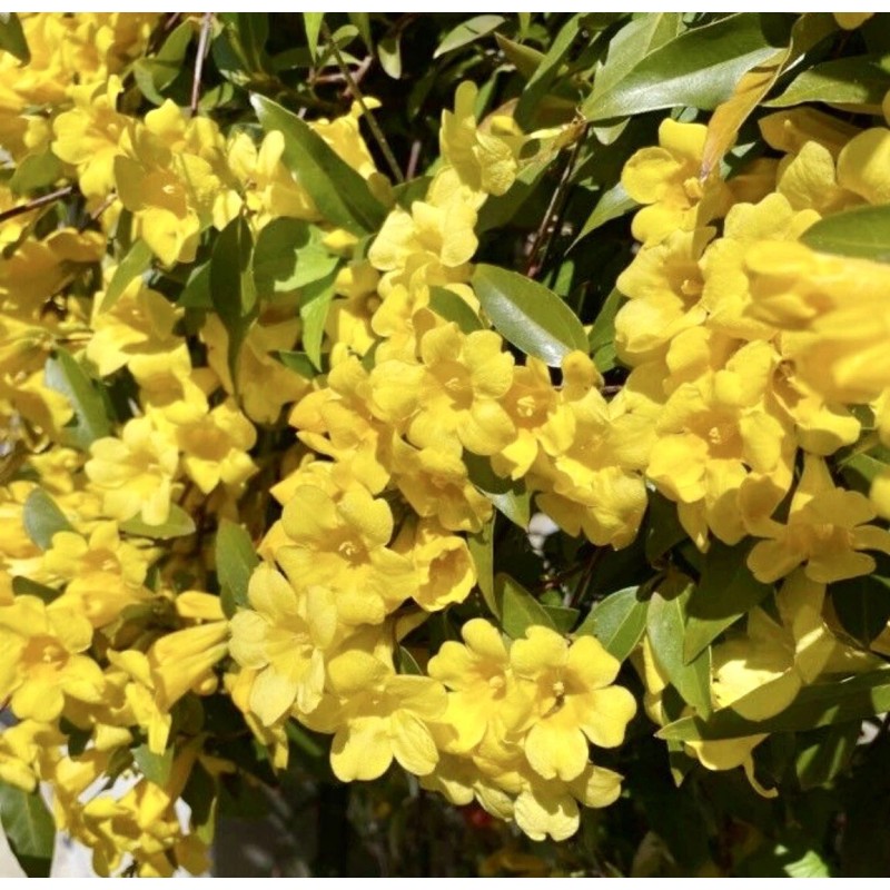 Home-Growth Carolina Jasmine, Yellow Jessamine, Gelsemium Sempervirens - 20 Seeds