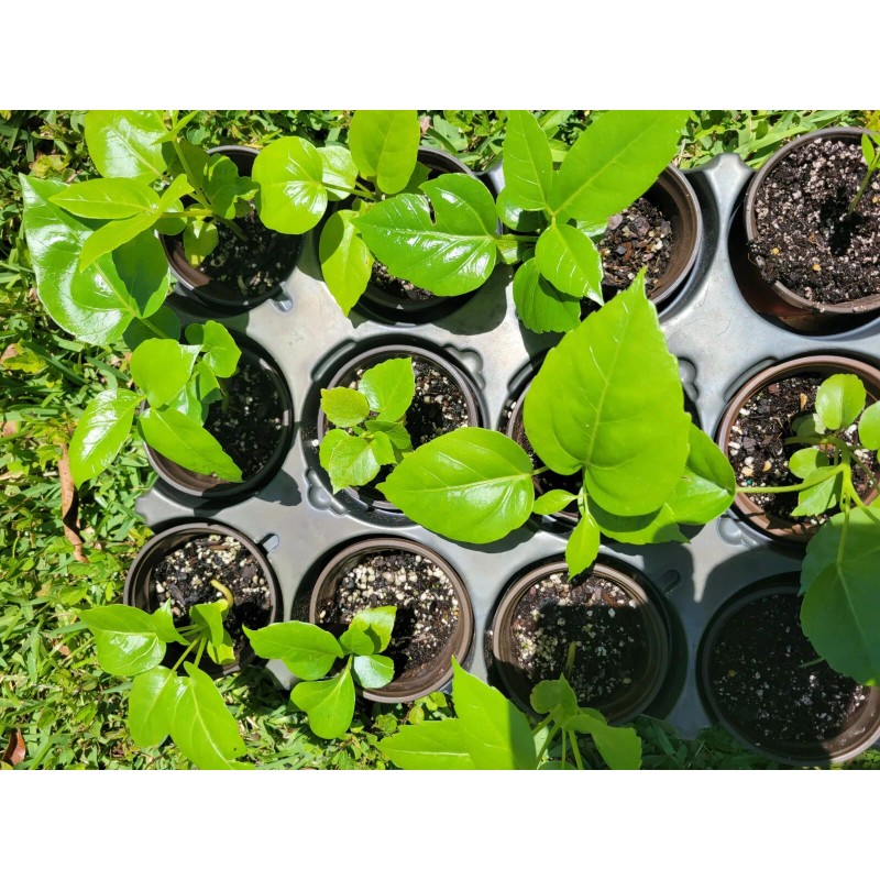 Unbranded Umbrella Tree Schefflera actinophylla