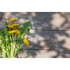 Dandelion Leaf (Taraxacum officinale) 50g - Health Embassy - 100%