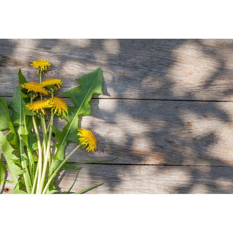 Dandelion Leaf (Taraxacum officinale) 50g - Health Embassy - 100%
