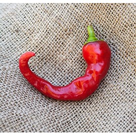 Hot Portugal Chili Heirloom Pepper Premium Seed Packet + More