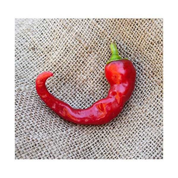 Hot Portugal Chili Heirloom Pepper Premium Seed Packet + More