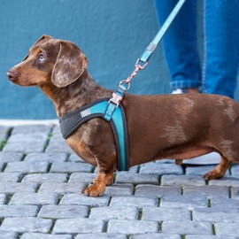 Rogz Classic Urban Adjustable Quick Fit Boomerang Dog Harness Turquoise Medium