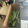 Cactus 10 Organic Dragon Fruit cuttings 8-14 inches long check