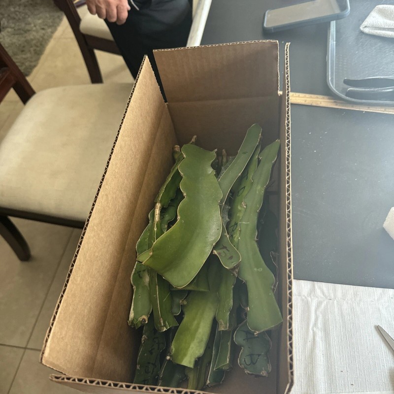 Cactus 10 Organic Dragon Fruit cuttings 8-14 inches long check