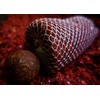 Tandem Baits Set of 2 PVA Tunnels for Water Soluble