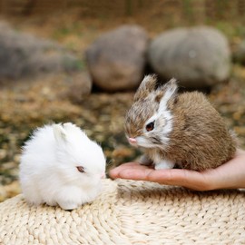 Pack of 2 Easter Rabbits Figurines Mini Furry Bunnies for Basket/Baby Shower Kids Newborn/Photograph Prop/Home Shelf Desk Decorative Statue (White+Brown)