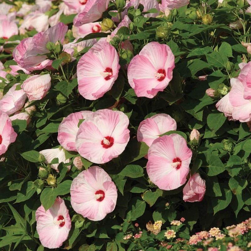 Outsidepride Hibiscus Luna Pink Swirl Flower Seeds - 20 Seeds