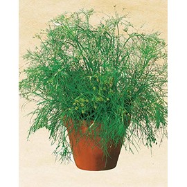 Salerno Seeds Dill Aneto Comune 3 Grams Made in Italy Italian Non-GMO