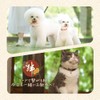MBPL Ties Dog Collar Neck Dog Collar Small Medium Size