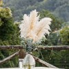 Eden Brothers Grass Seeds - Pampas Plume White