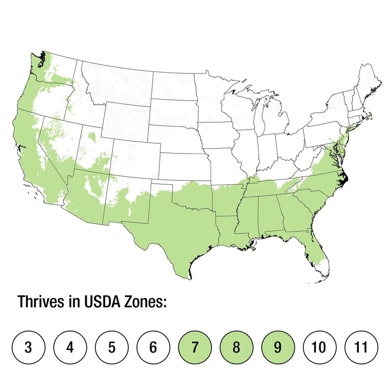 2.5 Quart - 'Leslie Ann' Camellia