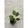 Tree Cherimoya With Pot 8” Live Plant Seedling Fruit Tree