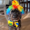 Midlee Clown Dog Costume Hat Wig & Bowtie