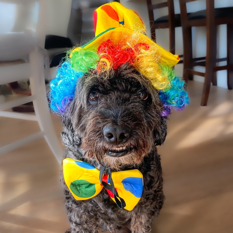 Midlee Clown Dog Costume Hat Wig & Bowtie