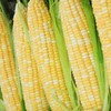 200 pcs "Peaches and Cream" Bi-Color Sweet Corn Seeds, Non