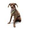 Kess InHouse Louise Machado "Diagonal Tape" Multicolor Geometric Pet Bandana