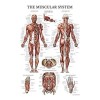 Palacelearning Sistema Muscular Poster Anatómico - Laminado - Muscle Anatom