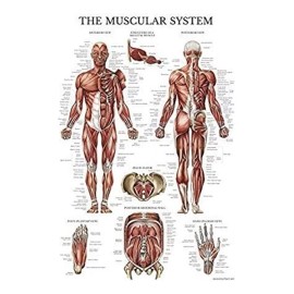 Palacelearning Sistema Muscular Poster Anatómico - Laminado - Muscle Anatom