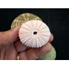 Decorative Sea Urchin Sampler: Natural Pink, Green, Sputnik and Alfonso