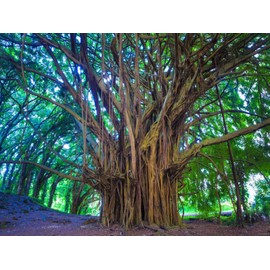 YEEIFFD DIY 5D Painting Numbering Kit Tree Banyan Hawaii Maui Kauai Landscape Nature Outdoors 12 X 16 Adult Rhinestone Painting Kit for Home Decoration
