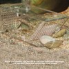 Fish Trap Catcher Box, Fish Tank, Tasteless Non-Toxic Safe for