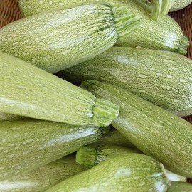Eden Brothers Squash (Summer) Seeds - Grey Zucchini Non-GMO Seeds for Planting, 1 oz | Low-Maintenance Vegetable Seeds, Plant During Warm Season, Zones 10, 3, 4, 5, 6, 7, 8, 9