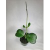 Hoya Kerrii with Heartshape Leaves Live Hoya Plant Great Gift