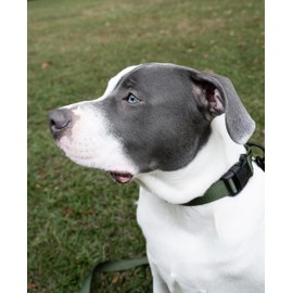 Country Brook Petz - 33 Vibrant Colors - American Made Deluxe Nylon Dog Collar with Buckle (Medium, 3/4 Inch, Dark Olive Drab)